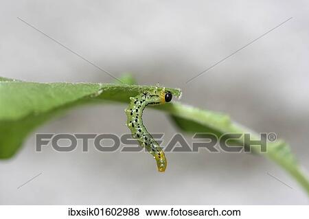Stock Photo - Larva of the Sawfly (Craesus septentrionalis). Fotosearch