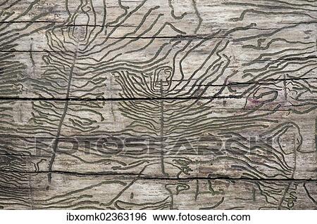 "Larval galleries in wood, Stuttgart, Baden-Wuerttemberg, Germany, Europe" View Large Photo Image Stock Photograph - "Larval galleries in wood, Stuttgart, Baden-Wuerttemberg, Germany, Europe". Fotosearch