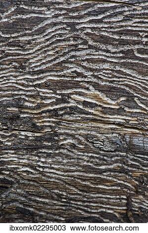"Larval tunnels, bark beetles, wood, Stuttgart, Baden-Wuerttemberg, Germany, Europe" View Large Photo Image Stock Image - "Larval tunnels, bark beetles, wood, Stuttgart, Baden-Wuerttemberg, Germany, Europe". Fotosearch