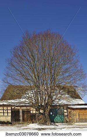 "Larve-leaved Lime (Tilia platyphyllos) at a barn in winter, Neusles, Upper Franconia, Bavaria, Germany, Europe" View Large Photo Image Stock Image - "Larve-leaved Lime (Tilia platyphyllos) at a barn in winter, Neusles, Upper Franconia, Bavaria, Germany, Europe". Fotosearch