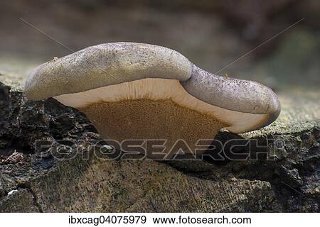 "Late Fall-Oyster or Late Oyster (Panellus serotinus), fruiting bodies on a rotting Hornbeam trunk (Carpinus betulus), Monchbruch Nature Reserve, Hesse, Germany, Europe" View Large Photo Image Stock Photo - "Late Fall-Oyster or Late Oyster (Panellus serotinus), fruiting bodies on a rotting Hornbeam trunk (Carpinus betulus), Monchbruch Nature Reserve, Hesse, Germany, Europe". Fotosearch