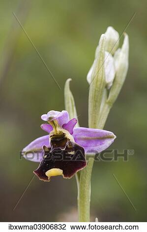"Late Spider Orchid (Ophrys holoserica), North Hesse, Hesse, Germany, Europe" View Large Photo Image Stock Image - "Late Spider Orchid (Ophrys holoserica), North Hesse, Hesse, Germany, Europe". Fotosearch