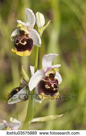 Stock Photo - "Late Spider-orchid (Ophrys holoserica), white tepals, Baden-Wurttemberg, Germany, Europe". Fotosearch