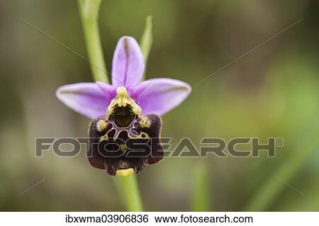 "Late Spider Orchid (Ophrys holoserica), North Hesse, Hesse, Germany, Europe" View Large Photo Image Stock Photograph - "Late Spider Orchid (Ophrys holoserica), North Hesse, Hesse, Germany, Europe". Fotosearch