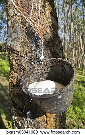 "Latex production on a Para Rubber Tree or Sharinga Tree (Hevea brasiliensis) on a rubber plantation, Pulau Langkawi, Sultanat Kedah, Malaysia, Asia" View Large Photo Image Stock Photo - "Latex production on a Para Rubber Tree or Sharinga Tree (Hevea brasiliensis) on a rubber plantation, Pulau Langkawi, Sultanat Kedah, Malaysia, Asia". Fotosearch