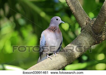 "Laughing Dove (Streptopelia senegalensis), adult on tree, South Africa, Africa" View Large Photo Image Stock Image - "Laughing Dove (Streptopelia senegalensis), adult on tree, South Africa, Africa". Fotosearch