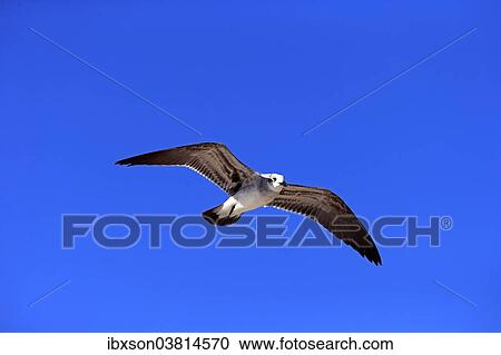 "Laughing Gull (Larus atricilla), flying, Sanibel Island, Florida, USA" View Large Photo Image Stock Image - "Laughing Gull (Larus atricilla), flying, Sanibel Island, Florida, USA". Fotosearch