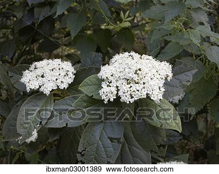 "Laurustinus Viburnum (Viburnum tinus rigidum), La Gomera, Canary Islands, Spain, Europe, La Gomera, Hermigua, Canary Islands, Spain, Europe" View Large Photo Image Stock Photo - "Laurustinus Viburnum (Viburnum tinus rigidum), La Gomera, Canary Islands, Spain, Europe, La Gomera, Hermigua, Canary Islands, Spain, Europe". Fotosearch