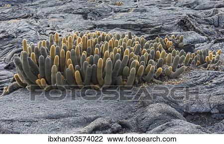 "Lava Cactus (Brachycereus nesioticus), Fernandina Island, Galapagos Islands, Ecuador, South America" View Large Photo Image Stock Image - "Lava Cactus (Brachycereus nesioticus), Fernandina Island, Galapagos Islands, Ecuador, South America". Fotosearch