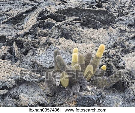 Stock Image - "Lava Cactus (Brachycereus nesioticus), Fernandina Island, Galapagos Islands, Ecuador, South America". Fotosearch