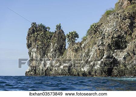 "Lava cliff, overgrown with Galapagos Prickly Pear (Opuntia echios), San Salvador Island, Galapagos Islands, Ecuador, South America" View Large Photo Image Stock Photo - "Lava cliff, overgrown with Galapagos Prickly Pear (Opuntia echios), San Salvador Island, Galapagos Islands, Ecuador, South America". Fotosearch