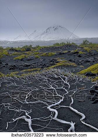 "Lava desert and exposed, dead tree roots, Skutustaoir, Northeastern Region, Iceland, Europe" View Large Photo Image Stock Image - "Lava desert and exposed, dead tree roots, Skutustaoir, Northeastern Region, Iceland, Europe". Fotosearch