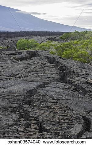 "Lava field, Fernandina Island, Galapagos Islands, Ecuador, South America" View Large Photo Image Stock Image - "Lava field, Fernandina Island, Galapagos Islands, Ecuador, South America". Fotosearch