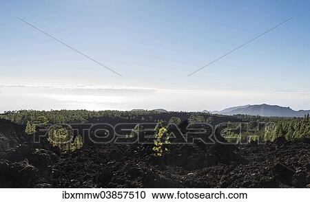 "Lava field with Canary Island pines (Pinus canariensis), Teide National Park, UNESCO World Heritage Site, Tenerife, Canary Islands, Spain, Europe" View Large Photo Image Stock Image - "Lava field with Canary Island pines (Pinus canariensis), Teide National Park, UNESCO World Heritage Site, Tenerife, Canary Islands, Spain, Europe". Fotosearch