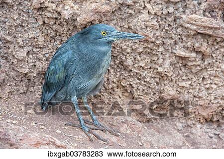 Stock Image - "Lava Heron (Butorides sundevalli), Galapagos". Fotosearch