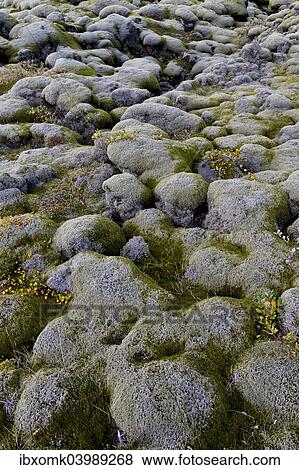 "Lava rocks overgrown by Elongate Rock Moss (Racomitrium elongatum), Ytra Hraun, near Kirkjubaejarklaustur, community of Skaftarhreppur, Southern Region, Iceland, Europe" View Large Photo Image Stock Photo - "Lava rocks overgrown by Elongate Rock Moss (Racomitrium elongatum), Ytra Hraun, near Kirkjubaejarklaustur, community of Skaftarhreppur, Southern Region, Iceland, Europe". Fotosearch
