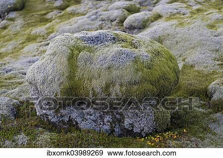 "Lava rocks overgrown by Elongate Rock Moss (Racomitrium elongatum), Ytra Hraun, near Kirkjubaejarklaustur, community of Skaftarhreppur, Southern Region, Iceland, Europe" View Large Photo Image Stock Photo - "Lava rocks overgrown by Elongate Rock Moss (Racomitrium elongatum), Ytra Hraun, near Kirkjubaejarklaustur, community of Skaftarhreppur, Southern Region, Iceland, Europe". Fotosearch