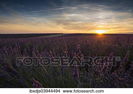 Picture - "Lavender field in evening light, Plateau de Valensole in Valensole, Provence, Provence-Alpes-Cote d'Azur, France, Europe". Fotosearch