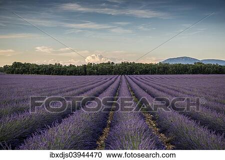 Stock Image - "Lavender field in evening light, Plateau de Valensole in Valensole, Provence, Provence-Alpes-Cote d'Azur, France, Europe". Fotosearch