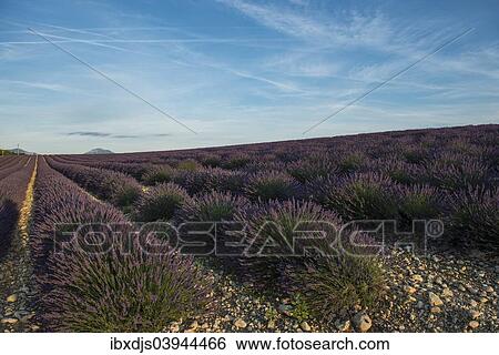 "Lavender field in evening light, Plateau de Valensole in Valensole, Provence, Provence-Alpes-Cote d'Azur, France, Europe" View Large Photo Image Stock Photograph - "Lavender field in evening light, Plateau de Valensole in Valensole, Provence, Provence-Alpes-Cote d'Azur, France, Europe". Fotosearch