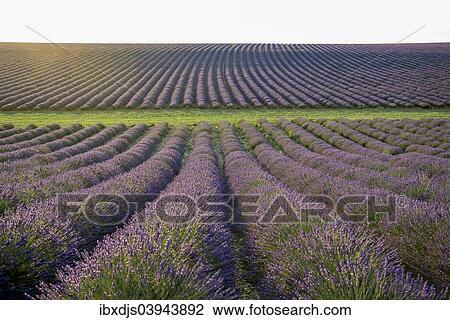 "Lavender field in Valensole, Plateau de Valensole, Department Alpes-de-Haute-Provence, Provence, France, Europe" View Large Photo Image Stock Image - "Lavender field in Valensole, Plateau de Valensole, Department Alpes-de-Haute-Provence, Provence, France, Europe". Fotosearch