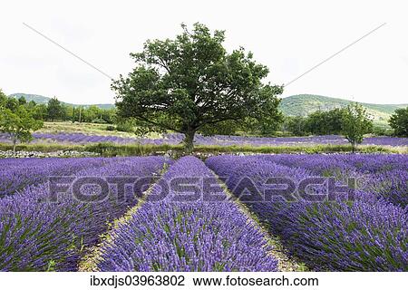 "Lavender field, near Sault, Vaucluse, Provence-Alpes-Cote d'Azur, France, Europe" View Large Photo Image Stock Image - "Lavender field, near Sault, Vaucluse, Provence-Alpes-Cote d'Azur, France, Europe". Fotosearch