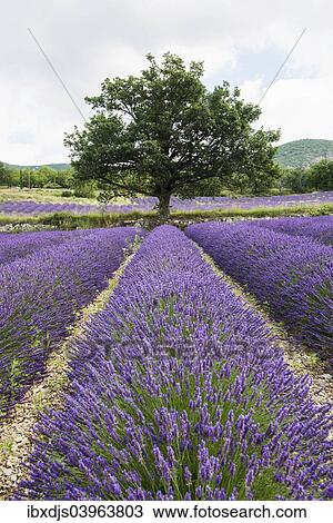 "Lavender field, near Sault, Vaucluse, Provence-Alpes-Cote d'Azur, France, Europe" View Large Photo Image Stock Image - "Lavender field, near Sault, Vaucluse, Provence-Alpes-Cote d'Azur, France, Europe". Fotosearch