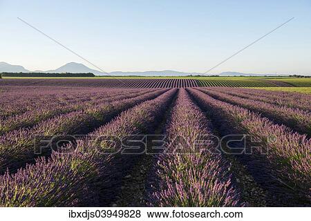 Stock Photo - "Lavender field, Plateau de Valensole in Valensole, Provence, Provence-Alpes-Cote d'Azur, France, Europe". Fotosearch