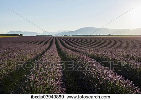 "Lavender field, Plateau de Valensole in Valensole, Provence, Provence-Alpes-Cote d'Azur, France, Europe" View Large Photo Image Stock Photo - "Lavender field, Plateau de Valensole in Valensole, Provence, Provence-Alpes-Cote d'Azur, France, Europe". Fotosearch
