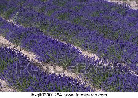 "Lavender field, Provence, Provence-Alpes-Cote, France, Europe, Ganagobie, Ganagobie, Provence-Alpes-Cote d? ÇÖAzur, France, Europe" View Large Photo Image Picture - "Lavender field, Provence, Provence-Alpes-Cote, France, Europe, Ganagobie, Ganagobie, Provence-Alpes-Cote d? ÇÖAzur, France, Europe". Fotosearch