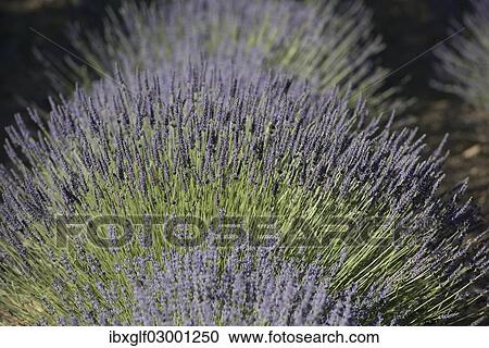"Lavender field, Provence, Provence-Alpes-Cote, France, Europe, Ganagobie, Ganagobie, Provence-Alpes-Cote d? ÇÖAzur, France, Europe" View Large Photo Image Stock Image - "Lavender field, Provence, Provence-Alpes-Cote, France, Europe, Ganagobie, Ganagobie, Provence-Alpes-Cote d? ÇÖAzur, France, Europe". Fotosearch