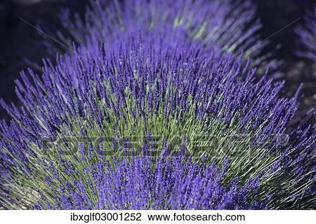 "Lavender field, Provence, Provence-Alpes-Cote, France, Europe, Ganagobie, Ganagobie, Provence-Alpes-Cote d? ÇÖAzur, France, Europe" View Large Photo Image Stock Image - "Lavender field, Provence, Provence-Alpes-Cote, France, Europe, Ganagobie, Ganagobie, Provence-Alpes-Cote d? ÇÖAzur, France, Europe". Fotosearch