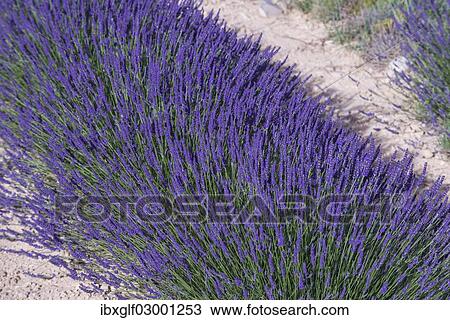 "Lavender field, Provence, Provence-Alpes-Cote, France, Europe, Ganagobie, Ganagobie, Provence-Alpes-Cote d? ÇÖAzur, France, Europe" View Large Photo Image Stock Image - "Lavender field, Provence, Provence-Alpes-Cote, France, Europe, Ganagobie, Ganagobie, Provence-Alpes-Cote d? ÇÖAzur, France, Europe". Fotosearch