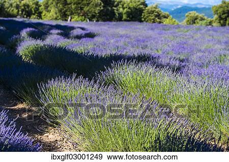 "Lavender field, Provence, Provence-Alpes-Cote, France, Europe, Ganagobie, Ganagobie, Provence-Alpes-Cote d? ÇÖAzur, France, Europe" View Large Photo Image Stock Photo - "Lavender field, Provence, Provence-Alpes-Cote, France, Europe, Ganagobie, Ganagobie, Provence-Alpes-Cote d? ÇÖAzur, France, Europe". Fotosearch