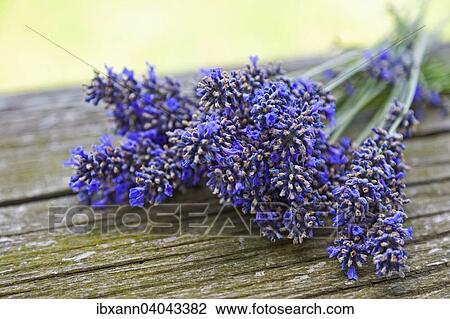 Stock Image - Lavender (Lavandula angustifolia) on old wooden table. Fotosearch