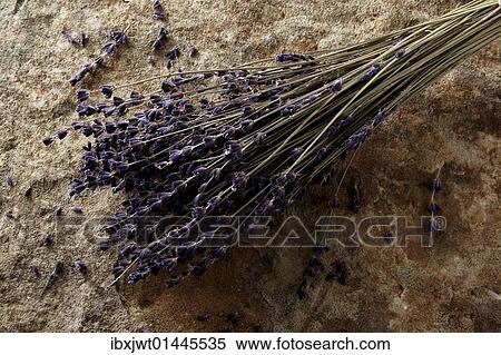 Lavender (Lavandula angustifolia) on stone surface View Large Photo Image Stock Photography - Lavender (Lavandula angustifolia) on stone surface. Fotosearch
