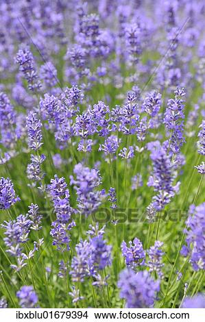 Picture - Lavender (Lavandula angustifolia). Fotosearch