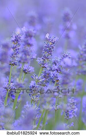 Lavender (Lavandula angustifolia) View Large Photo Image Picture - Lavender (Lavandula angustifolia). Fotosearch