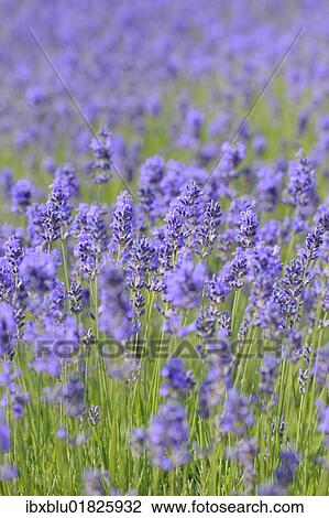 Lavender (Lavandula angustifolia) View Large Photo Image Stock Image - Lavender (Lavandula angustifolia). Fotosearch
