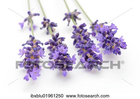 Lavender (Lavandula angustifolia) View Large Photo Image Stock Image - Lavender (Lavandula angustifolia). Fotosearch