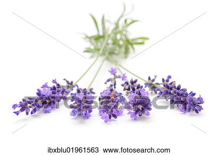 Lavender (Lavandula angustifolia) View Large Photo Image Stock Image - Lavender (Lavandula angustifolia). Fotosearch