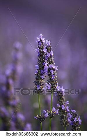 "Lavender (Lavandula angustifolia), Provence, France, Europe" View Large Photo Image Stock Image - "Lavender (Lavandula angustifolia), Provence, France, Europe". Fotosearch