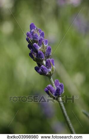 Lavender (Lavandula angustifolia) View Large Photo Image Stock Image - Lavender (Lavandula angustifolia). Fotosearch