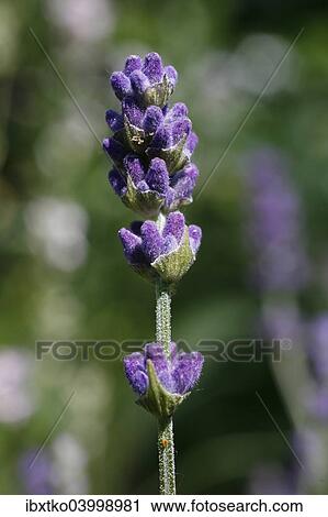 Lavender (Lavandula angustifolia) View Large Photo Image Stock Image - Lavender (Lavandula angustifolia). Fotosearch