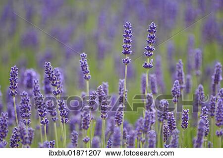Lavender (Lavandula angustifolia) View Large Photo Image Stock Photo - Lavender (Lavandula angustifolia). Fotosearch