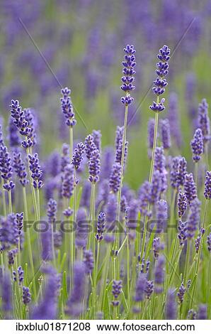 Lavender (Lavandula angustifolia) View Large Photo Image Stock Photo - Lavender (Lavandula angustifolia). Fotosearch