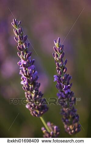 "Lavender (Lavandula angustifolia), Plateau de Valensole, Departement Alpes-de-Haute-Provence, France, Europe" View Large Photo Image Stock Photo - "Lavender (Lavandula angustifolia), Plateau de Valensole, Departement Alpes-de-Haute-Provence, France, Europe". Fotosearch