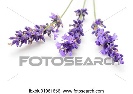 Lavender (Lavandula angustifolia) View Large Photo Image Stock Photograph - Lavender (Lavandula angustifolia). Fotosearch