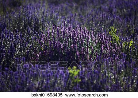 "Lavender (Lavandula angustifolia), Plateau de Valensole, Departement Alpes-de-Haute-Provence, France, Europe" View Large Photo Image Stock Photography - "Lavender (Lavandula angustifolia), Plateau de Valensole, Departement Alpes-de-Haute-Provence, France, Europe". Fotosearch