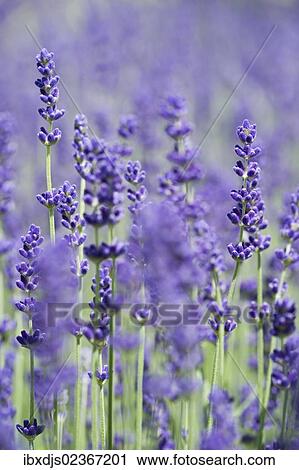 "Lavender (Lavandula angustifolia, Syn. Lavandula officinalis, Lavandula vera)" View Large Photo Image Stock Image - "Lavender (Lavandula angustifolia, Syn. Lavandula officinalis, Lavandula vera)". Fotosearch